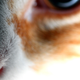 Illustration for article titled Shooting Challenge Pets Gallery 3